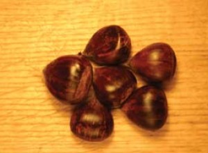 Chinquapin Hybrid Chestnut